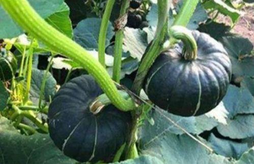 网红小视频吃瓜免费,免费福利等你来拿！  第3张